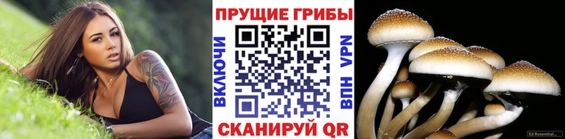 KRAKEN   Нижняя Салда  Псилоцибиновые грибы ЛСД 